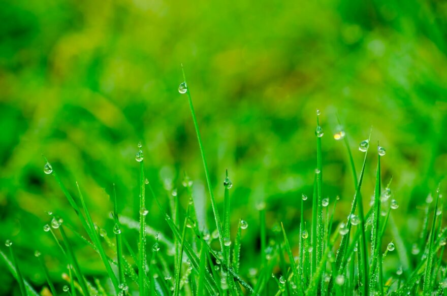 macro photography of green grass field