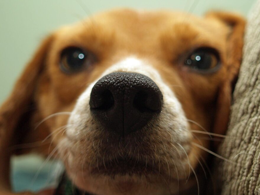 closeup photo of tan and white beagle