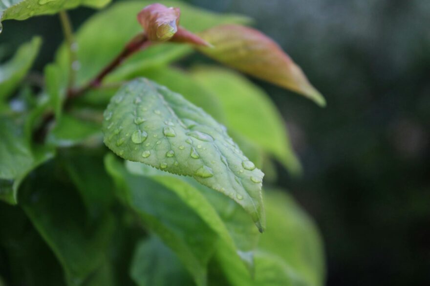 shallow focus photography of leaf with water droplets