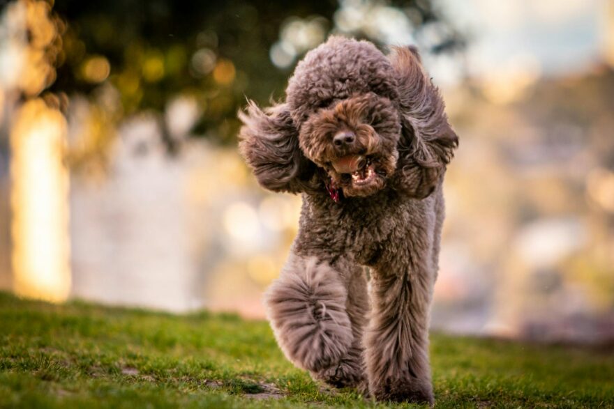 brown poodle walking on grass field