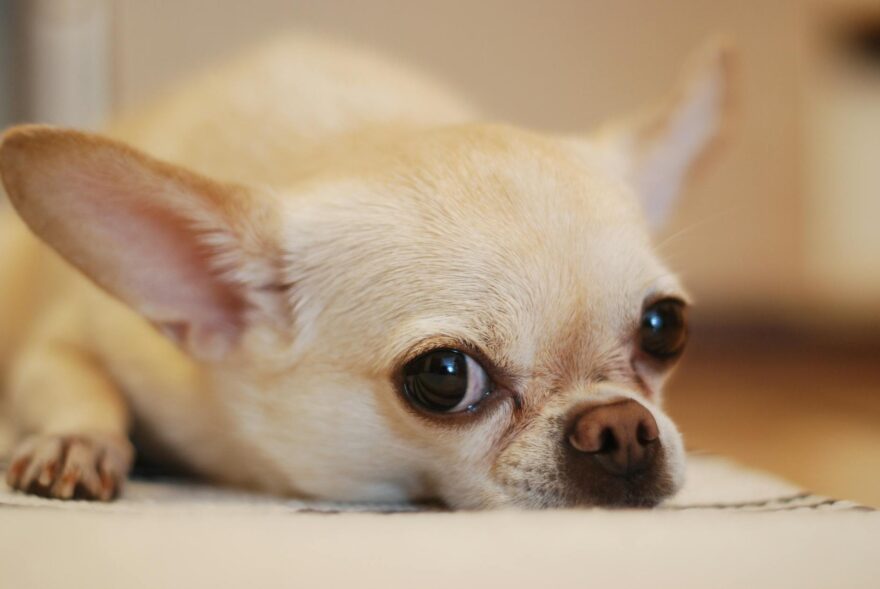 chihuahua lying on white textile