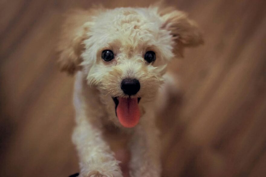 cream toy poodle