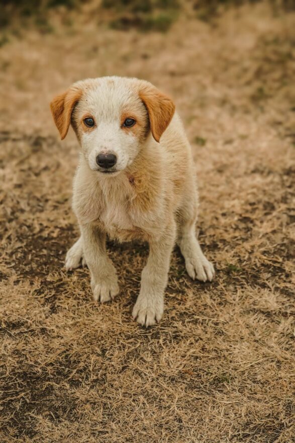 adorable puppy on dry grass outdoors