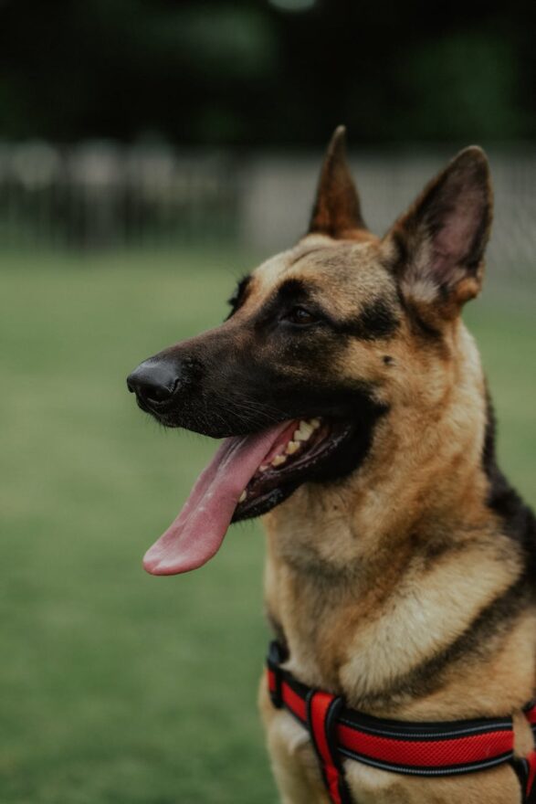 close up of german shepherd