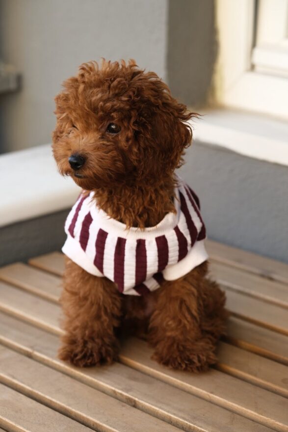 adorable toy poodle in striped sweater outdoor portrait