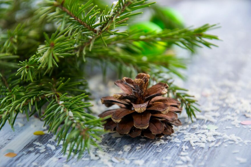 brown pine cone with pine tree leaves shallow focus photography