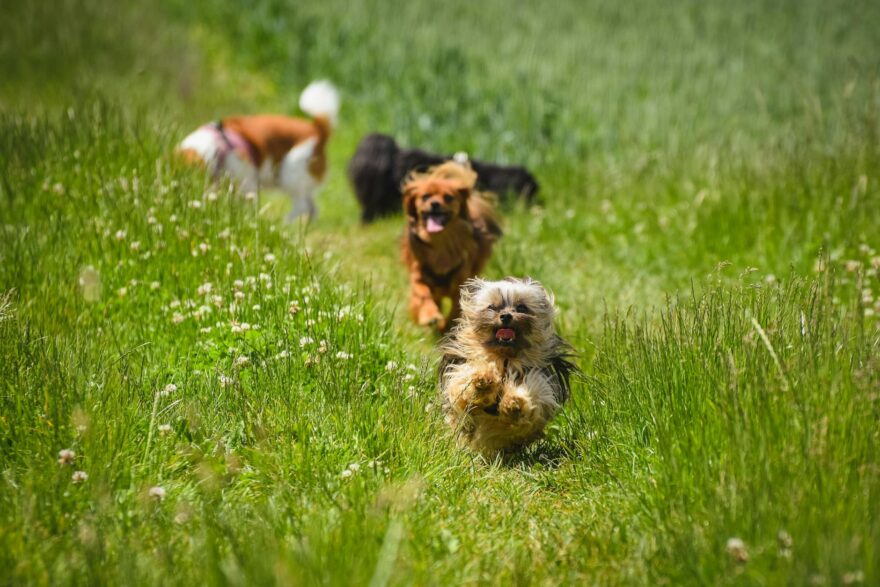 a cute dogs running on green grass field