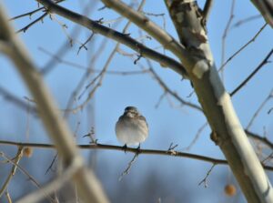 charming songbird on winter branch in pittsburgh