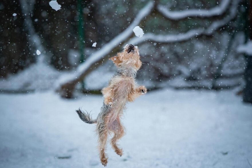 playful terrier jumping in snowy winter landscape