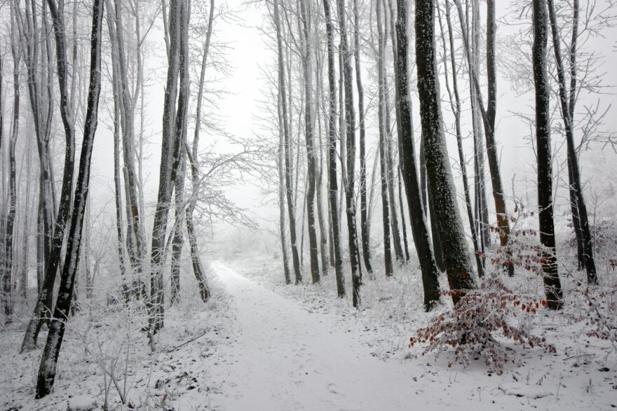 serene winter forest path with snow covered trees