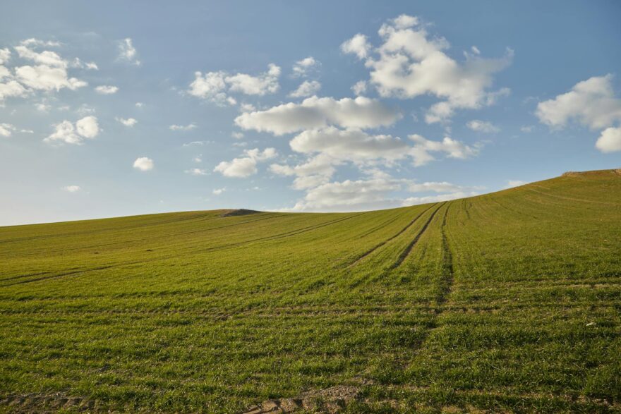 spring green field under clear blue sky