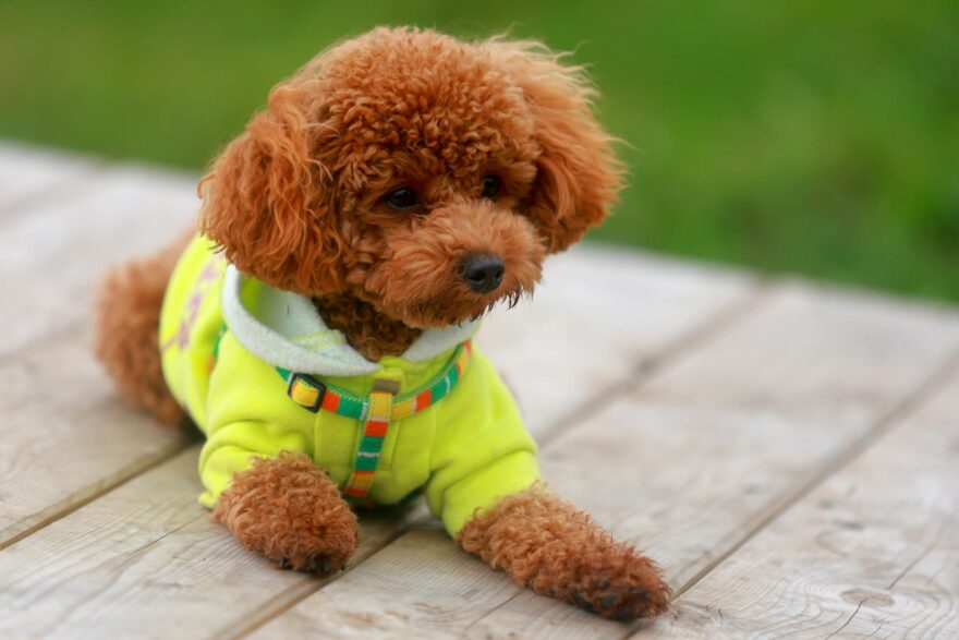 toy poodle in vibrant yellow sweater outdoors