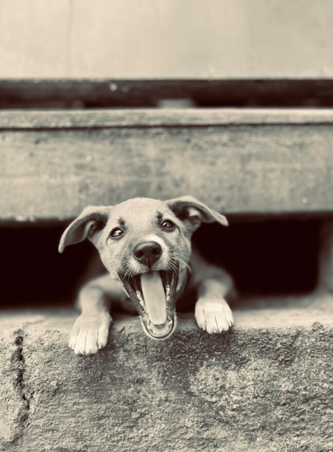 adorable puppy peeking from concrete ledge