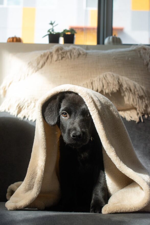 black labrador puppy under blankets