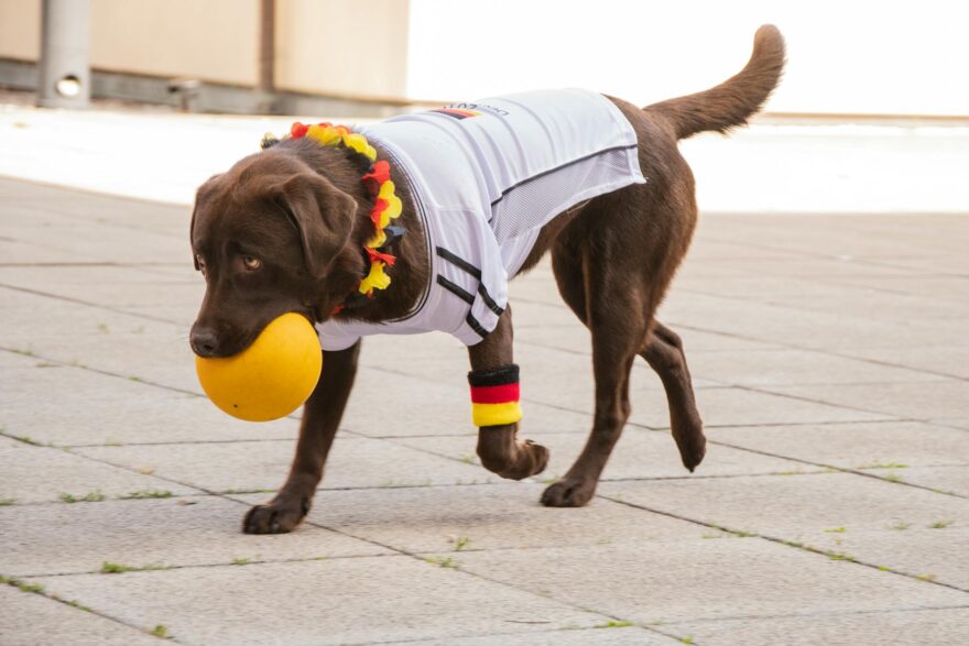 photo of labrador biting yellow ball