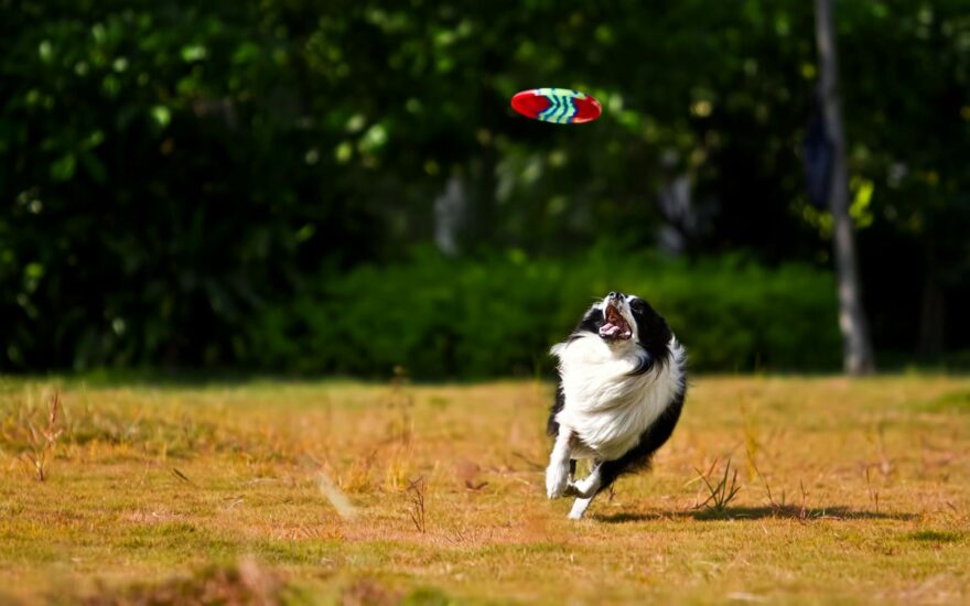 black and white dog running while looking to fresby