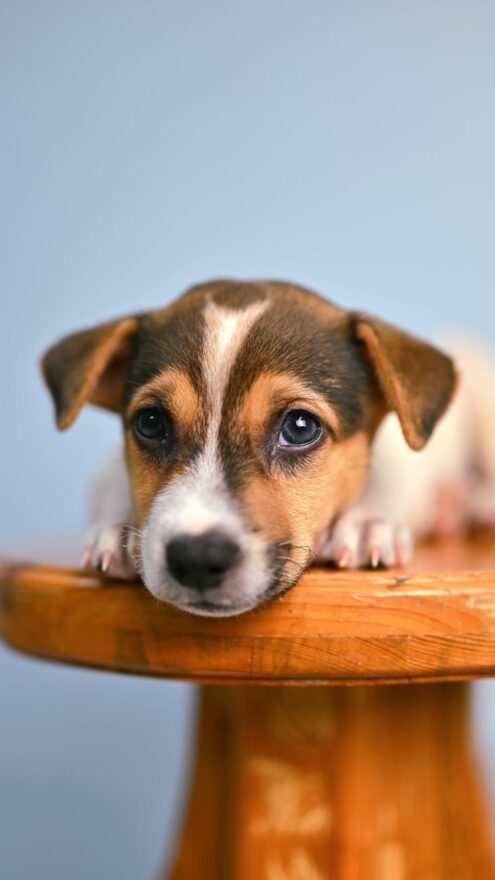 jack russell terrier puppy