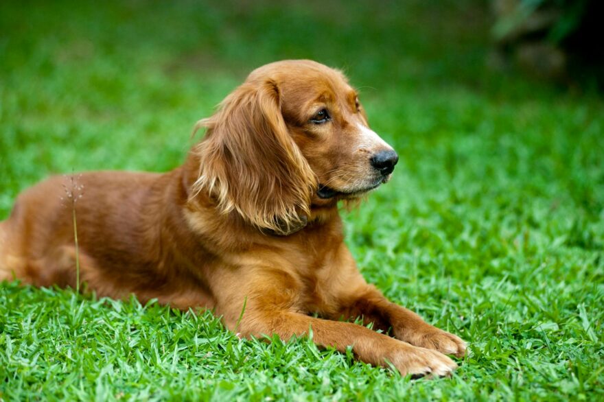 golden retriever lying on green grass field