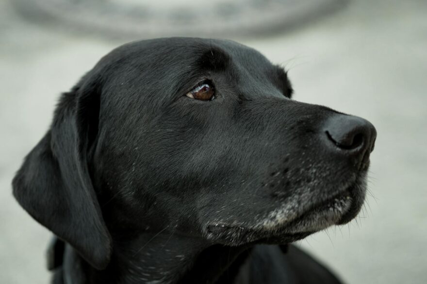 close up photography black labrador retriever