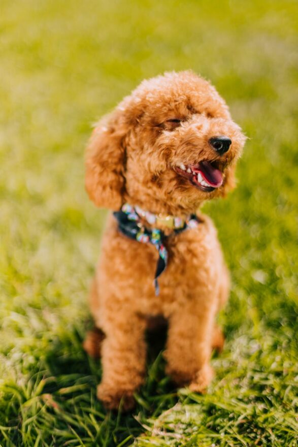 a poodle toy dog outdoors in grass