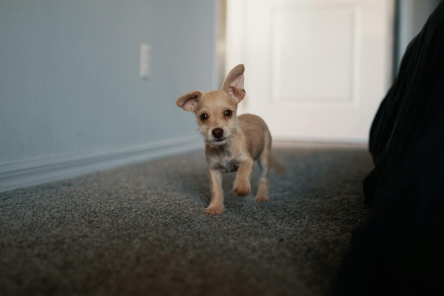 short coated tan puppy walking on black carpet
