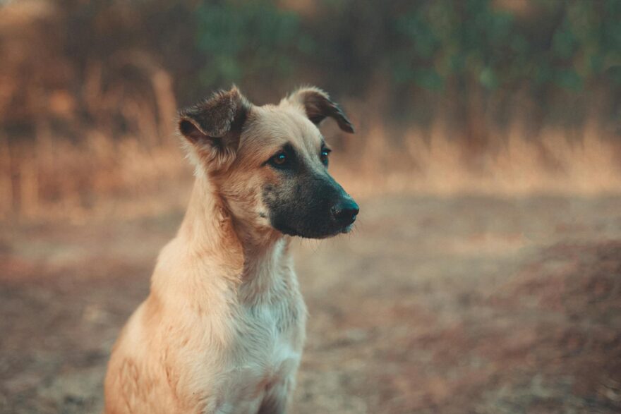 white and black short coated dog sitting on brown field