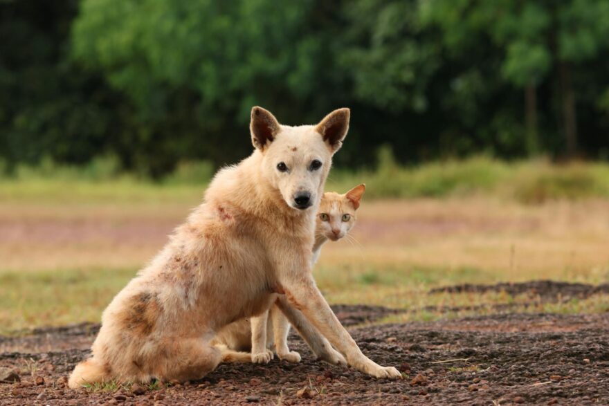 dog and cat in natural setting portrait