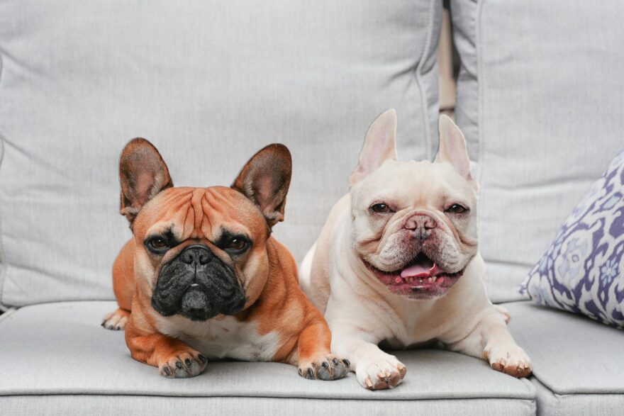charming french bulldogs relaxing on a sofa