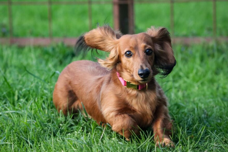 playful dachshund running on grass in west virginia