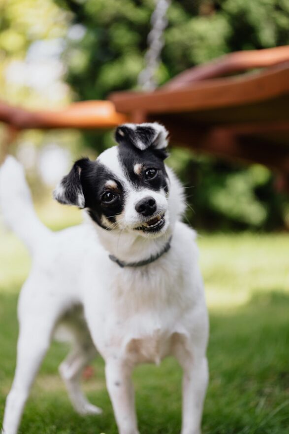 selective focus photo of a curious black and white dog