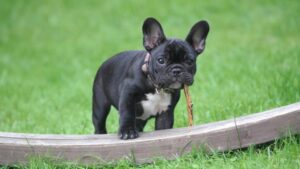 black and white french bulldog puppy stepping on brown wood board panel close up photography
