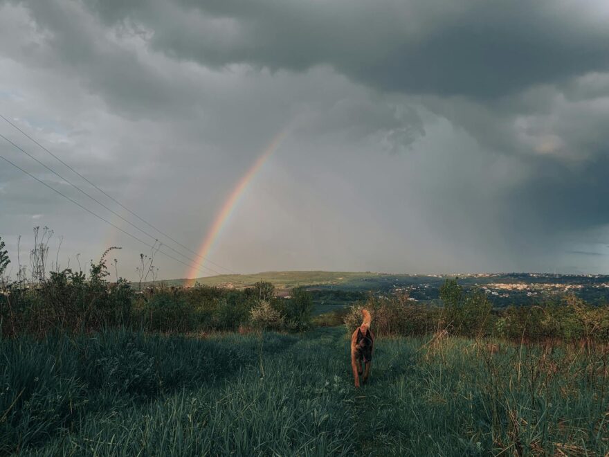 a brown dog on a grass field
