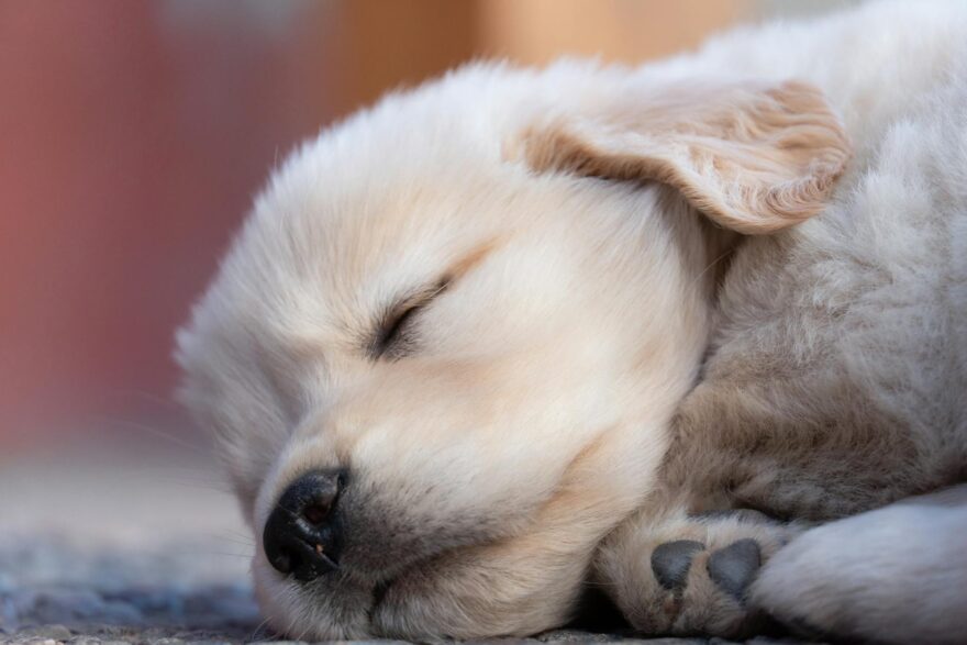close up shot of a golden retriever puppy sleeping