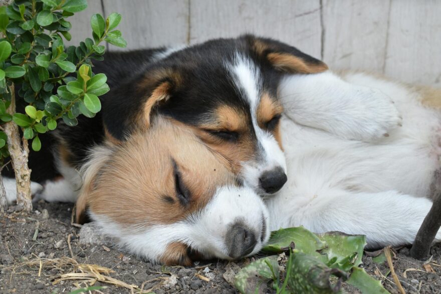 puppies sleeping in the garden