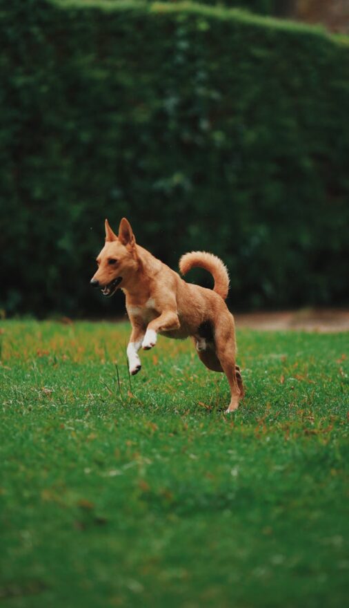 brown dog running on grassy field