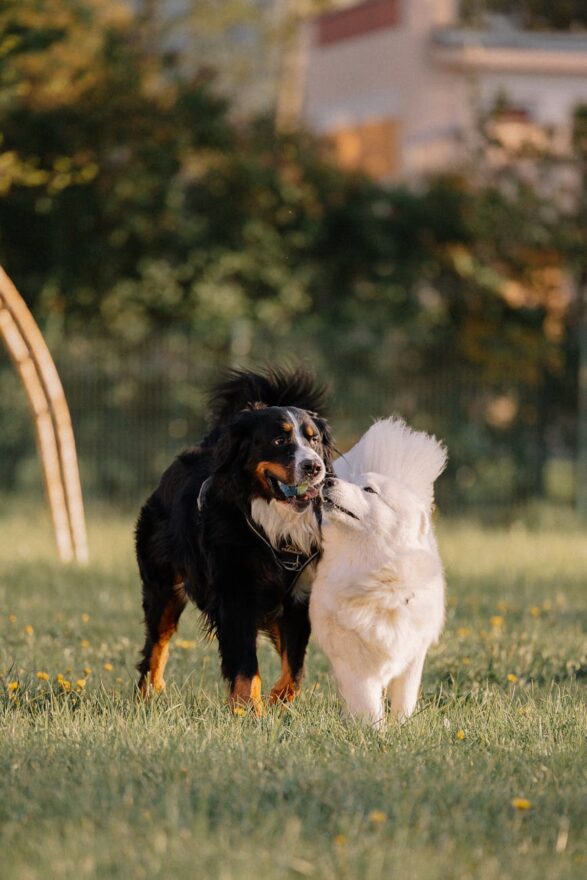dogs playing in grass
