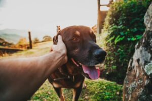 person holding black and tan dog