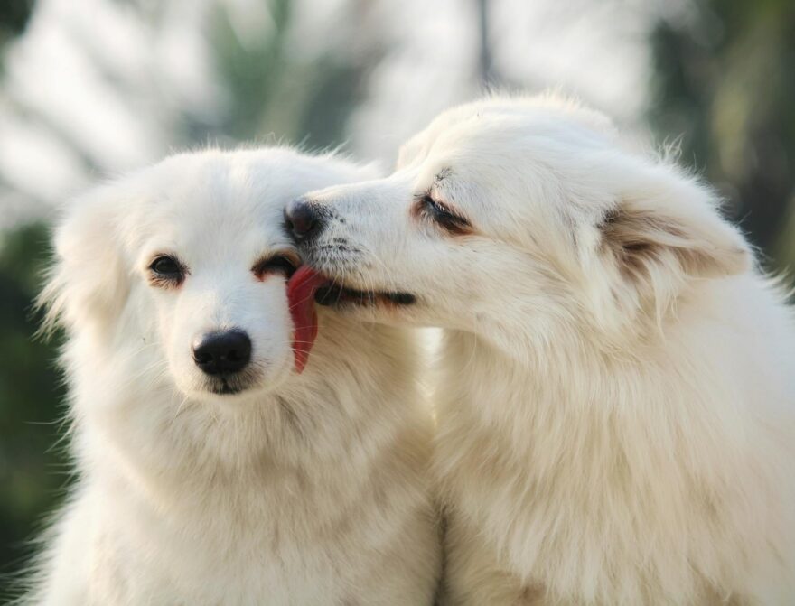 white dogs sharing affection in close up portrait