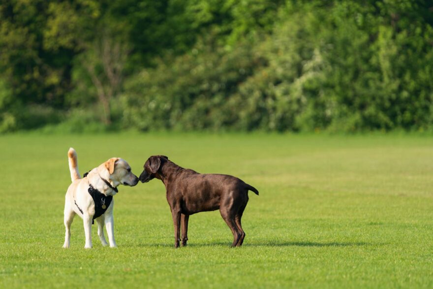 labrador retrievers meeting in sunny park