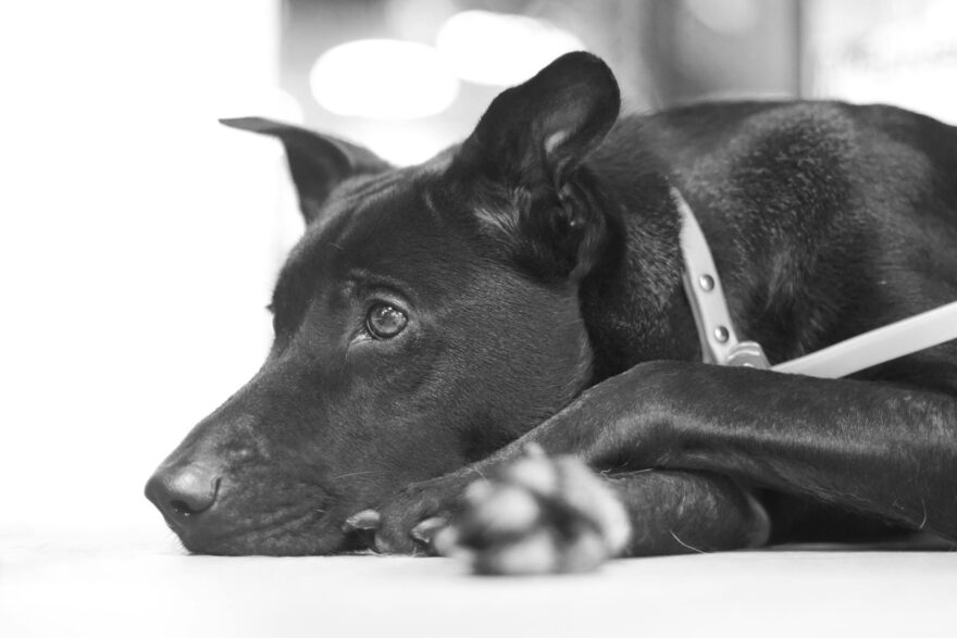 relaxed black dog lying down indoors