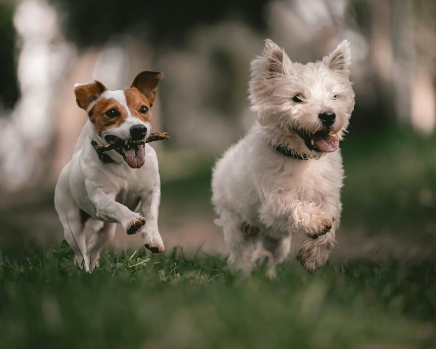two dogs running