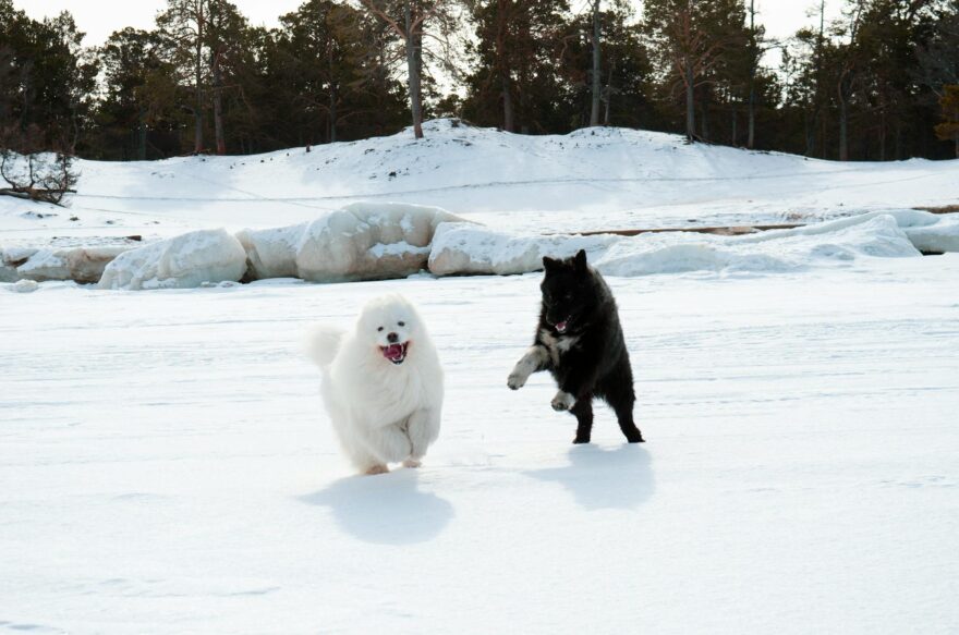 dogs on snow covered ground