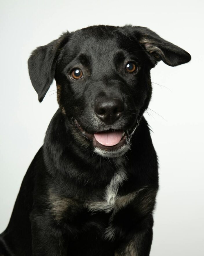 cute black dog on white background