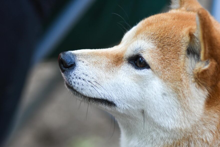 close up of shiba inu head