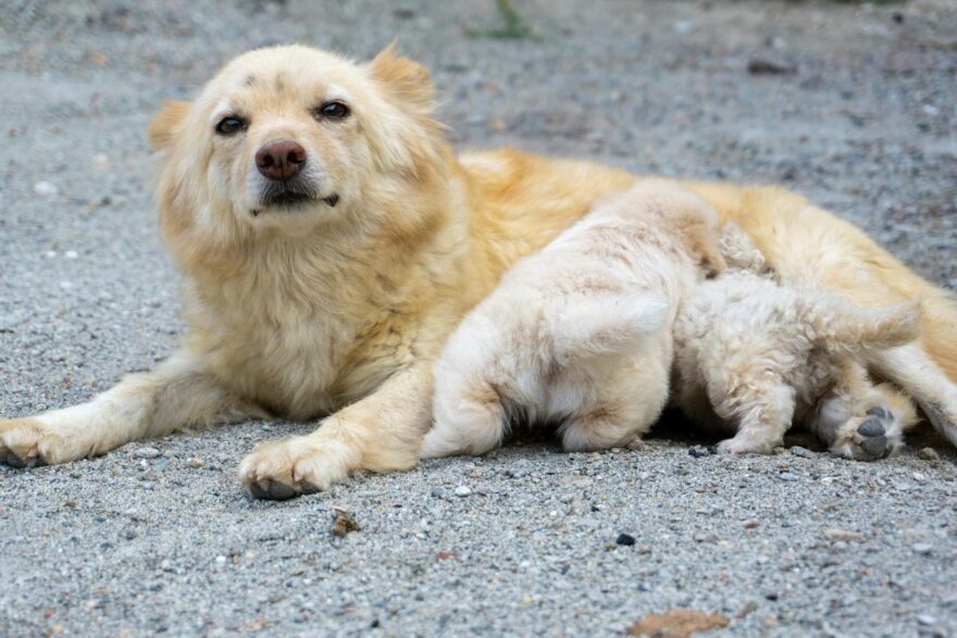fluffy dog feeding her two puppies