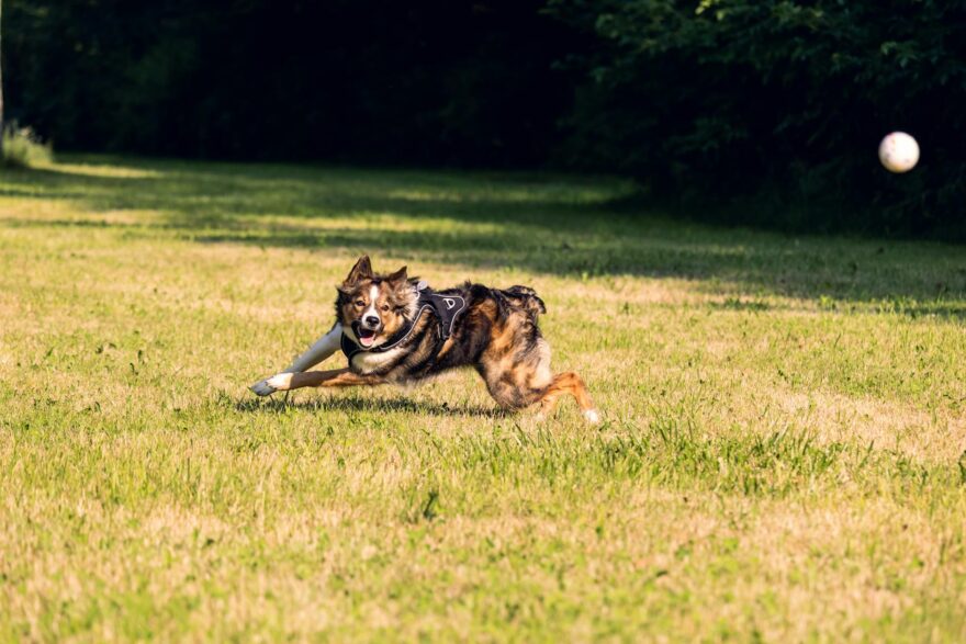border collie playing fetching in park
