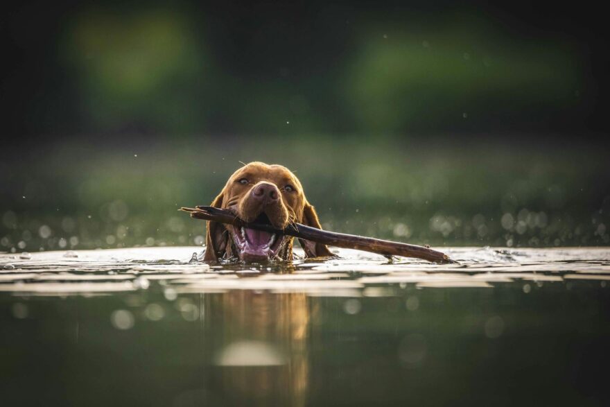 brown dog on water with stick on its mouth