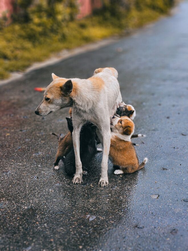 a dog and her puppies are standing on the road