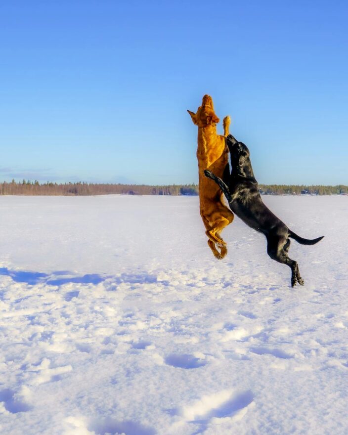 playful dogs jumping in snowy finnish landscape