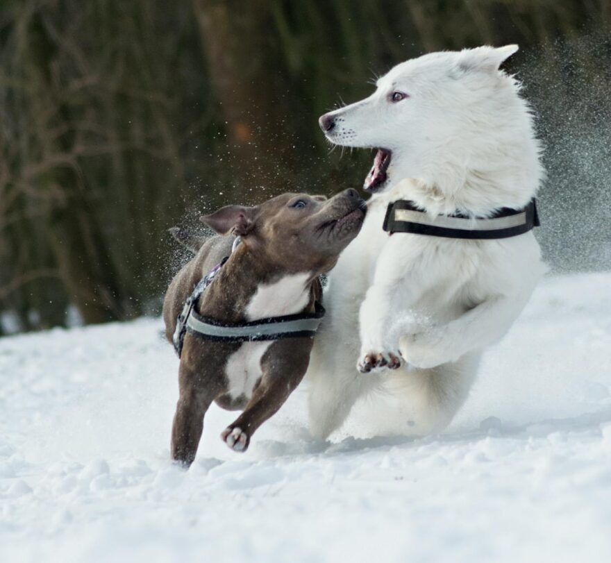 playful dogs enjoying snowy day outdoors